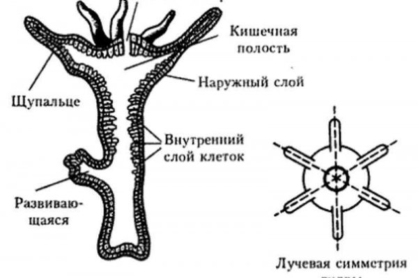 Кракен сайт дарк нет