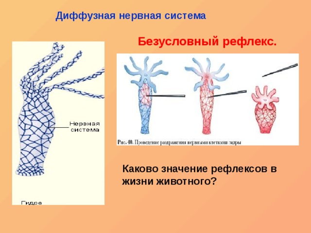 Рабочий кракен